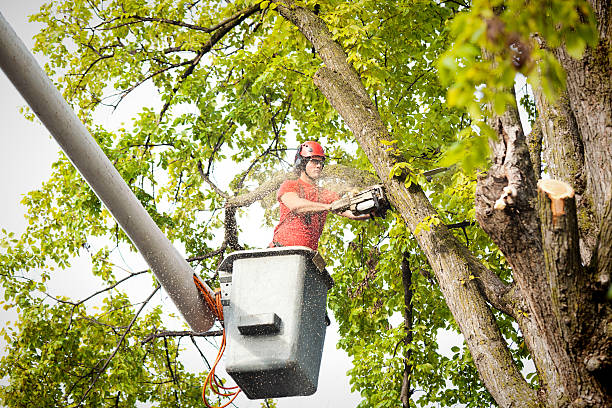 Large Tree Removal in Westwood, PA